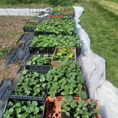 Market Garden Veg