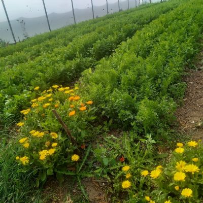Garden Update
