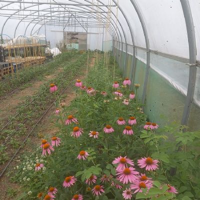 Garden News June 27th