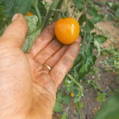 Garden Tomatoes