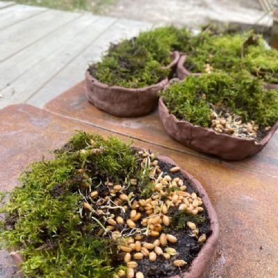 Easter Gardens in Saplings